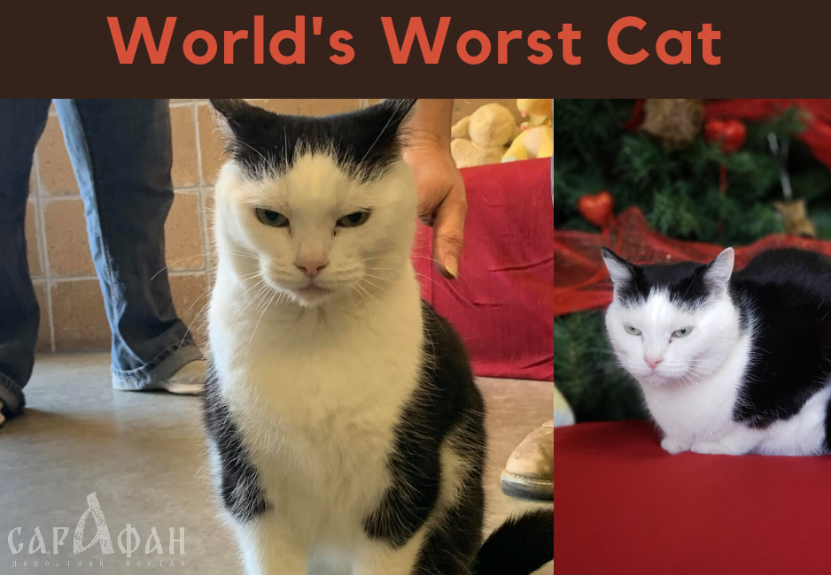 В США «самая худшая в мире кошка» по имени Пердита ищет дом