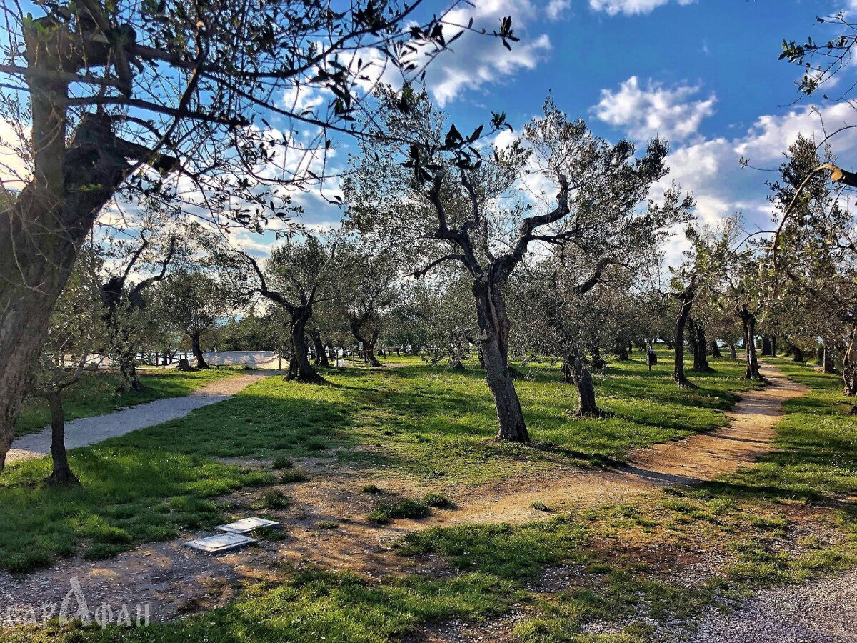 Оливковые деревья в Крыму