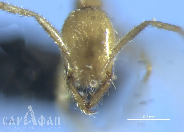 Волан-де-Морт жив: новый вид подземных муравьев назвали в честь главного злодея из Гарри Потера