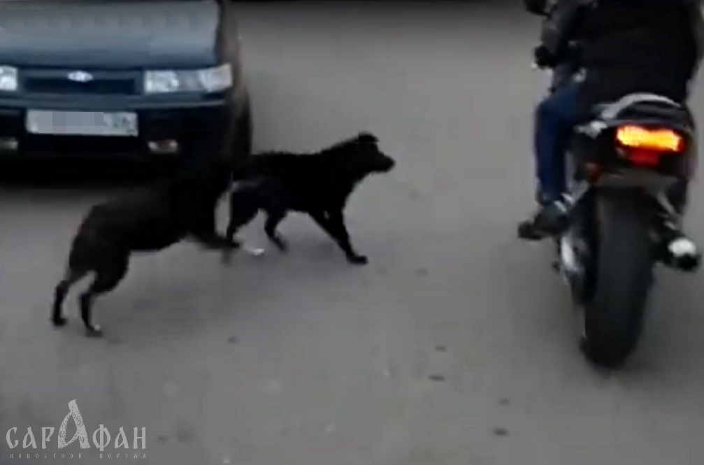 Байкеры Ставрополя жалуются на бродячих псов