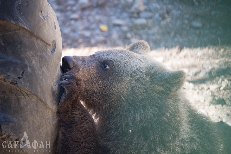 Медвежонка, брошенного взаперти без еды и воды, спасли в Ростовской области