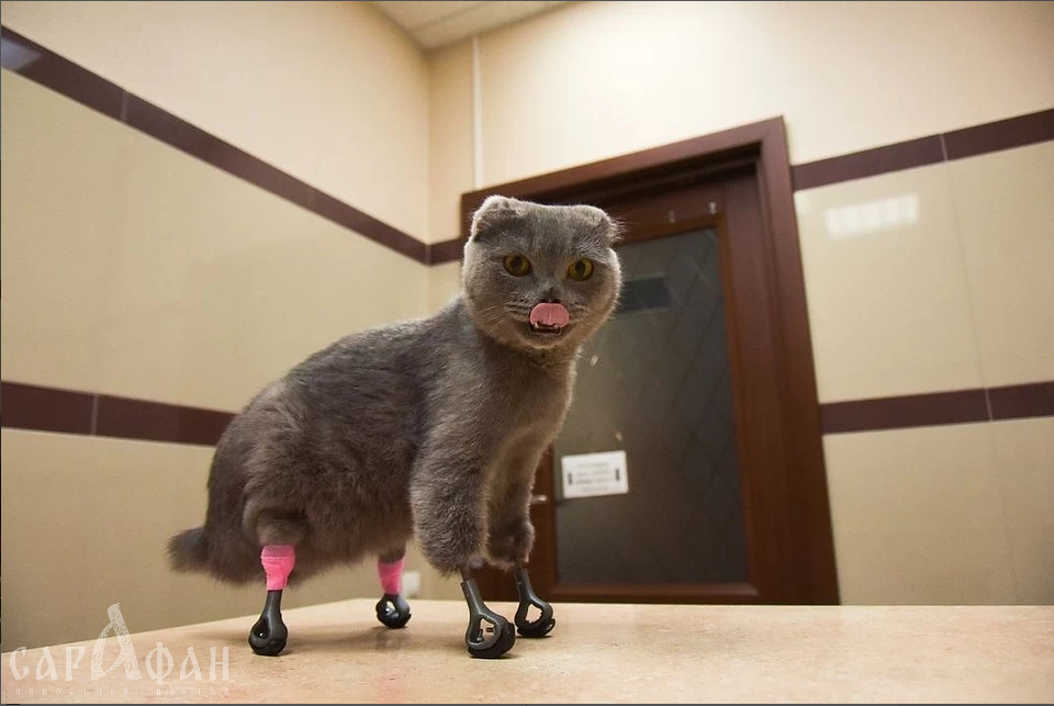 Будущее рядом: кошке сделали протезы для лап на 3D-принтере