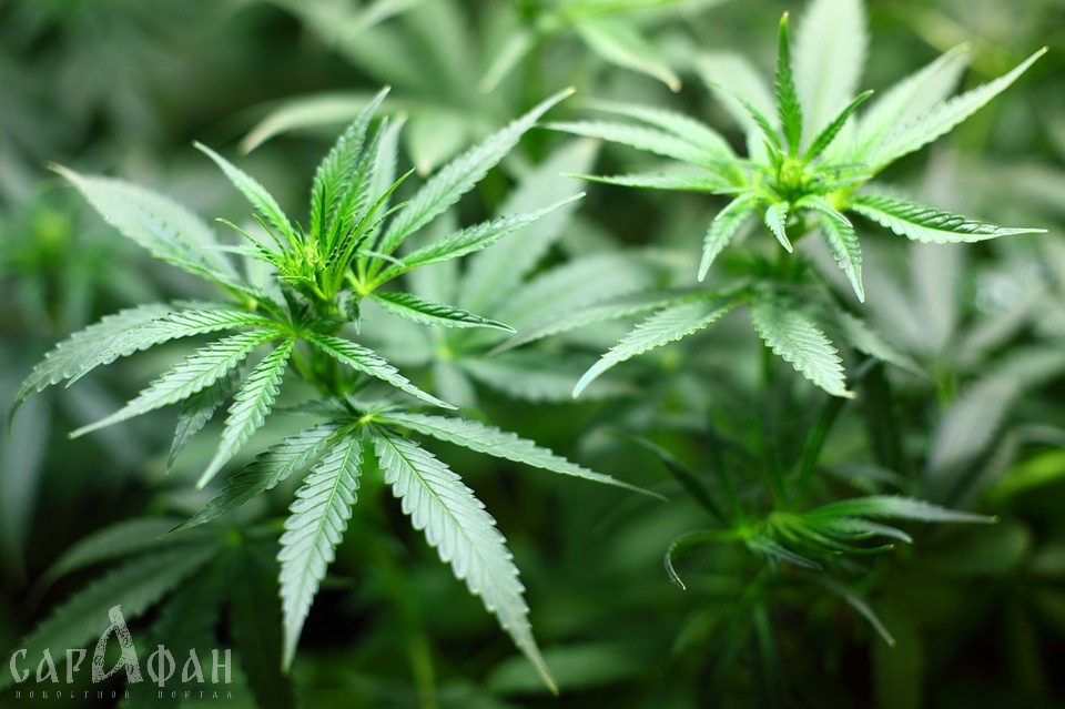 Шесть килограммов марихуаны нашли в доме жителя Горячего Ключа
