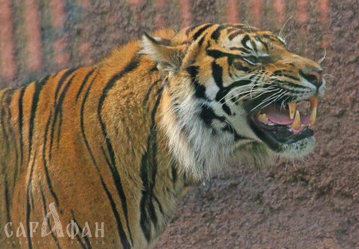 В зоопарке в Крыму тигр откусил палец младенцу