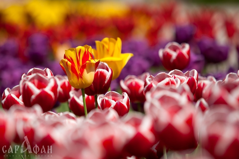 Фестиваль тюльпанов впервые пройдет в Ростове