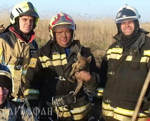 Спасатели вытащили трех диких поросят из горящего камыша в Ростове