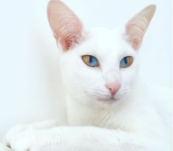 Кошка с двойным цветом глаз набирает просмотры