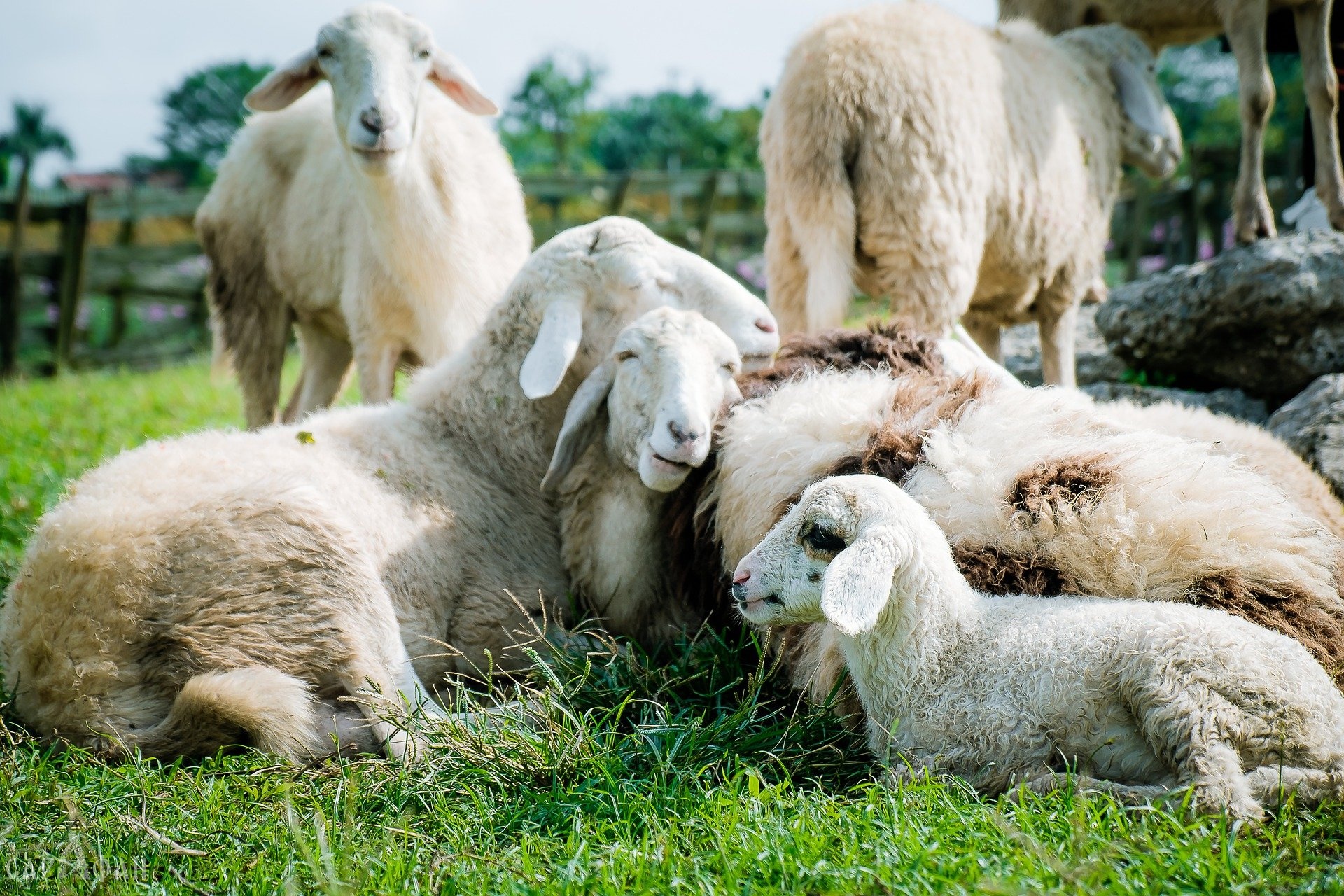 В Ставропольском крае трое мужчин украли 50 овец