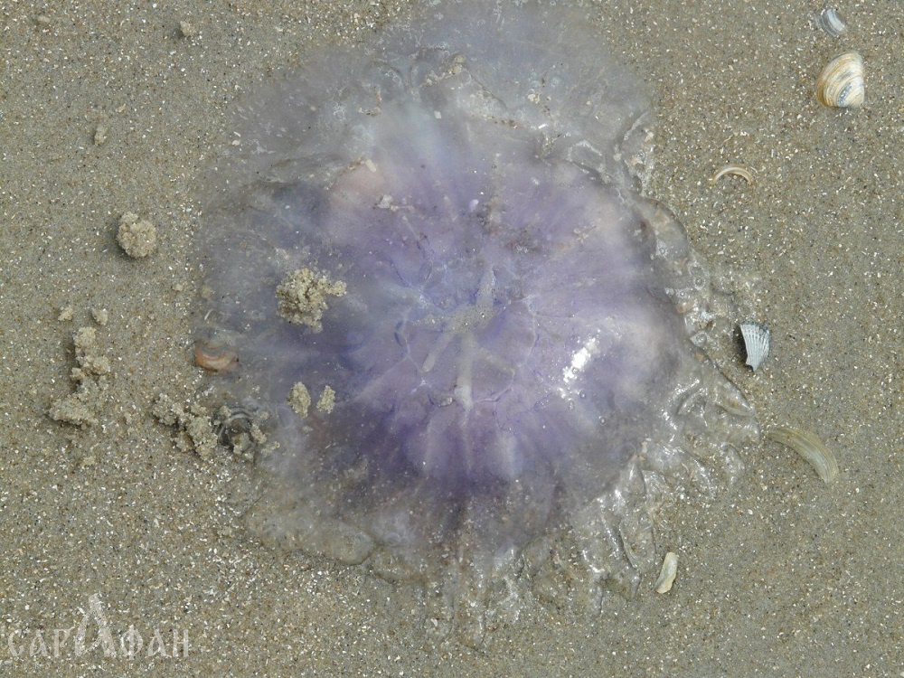 Заполонили медузы: кубанские ученые призывают очистить Азовское море от корнеротов 