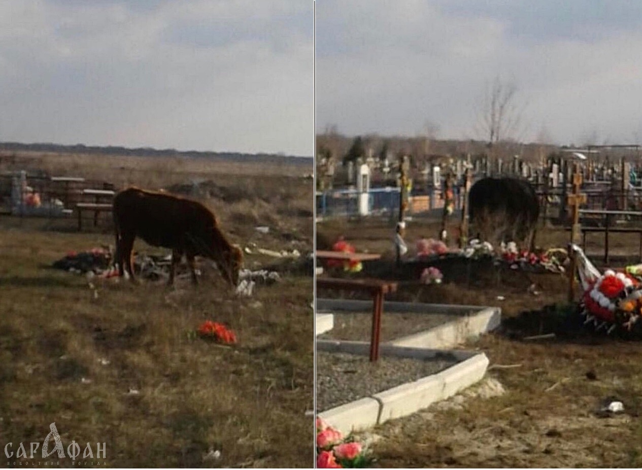 "Разбивают бордюры и памятники": пасущихся на кладбище коров засняли жители Азова