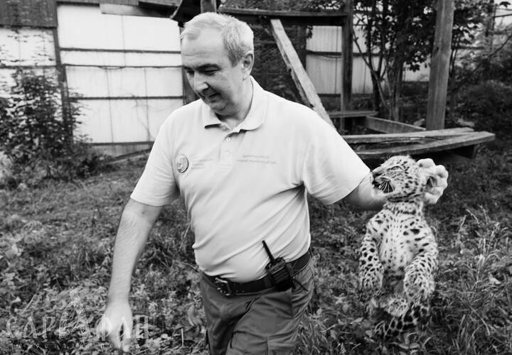 В Сочи на рабочем месте скончался «папа леопардов»