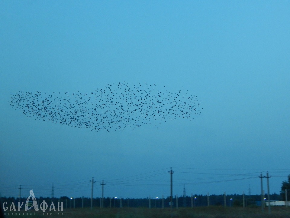 Уникальный танец птиц в небе увидели жители Анапы