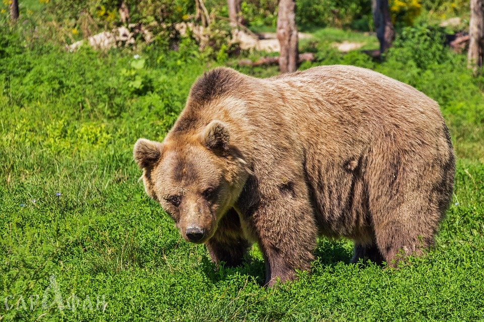 Медведь, гуляющий во дворе многоэтажки в Сочи, попал на видео
