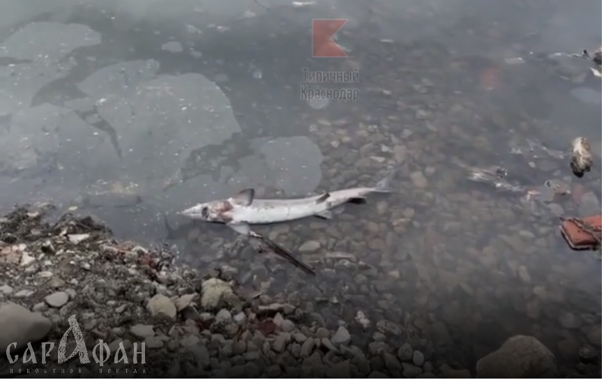 В реке Кубань была найдена мертвая рыба