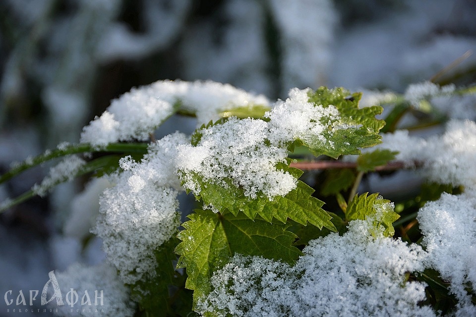 Первый снег выпал в Ростовской области