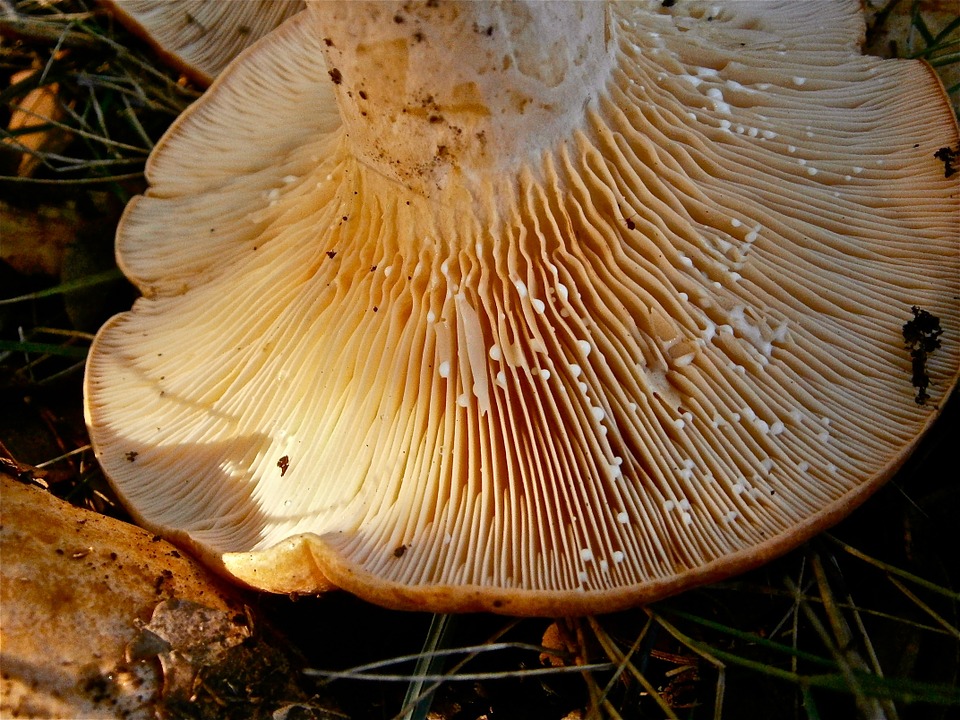 mushrooms-210884_960_720.jpg