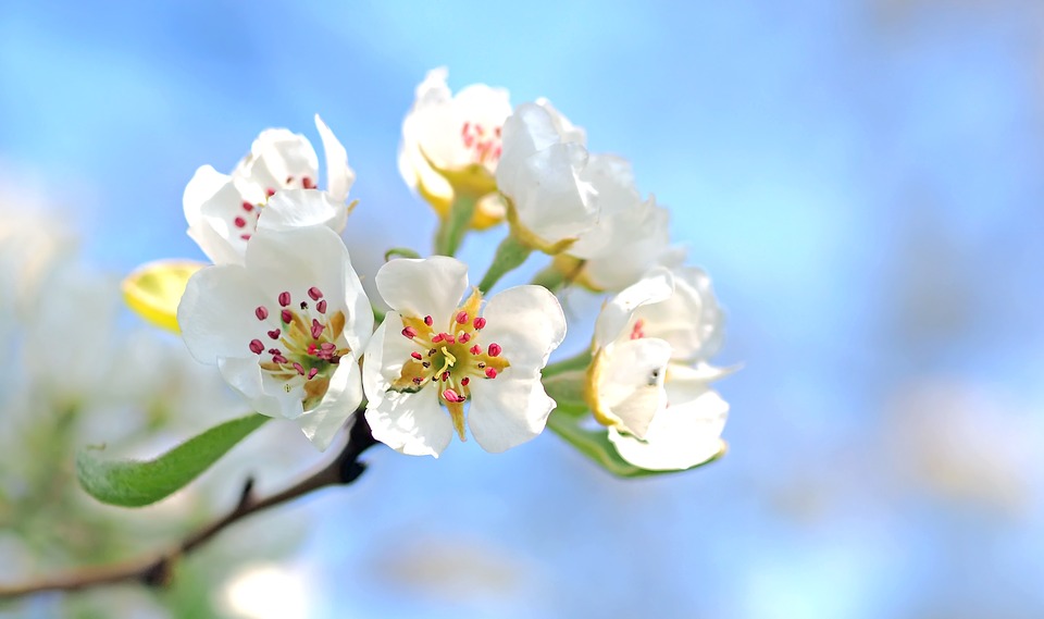 apple-blossoms-1368187_960_720 (1).jpg