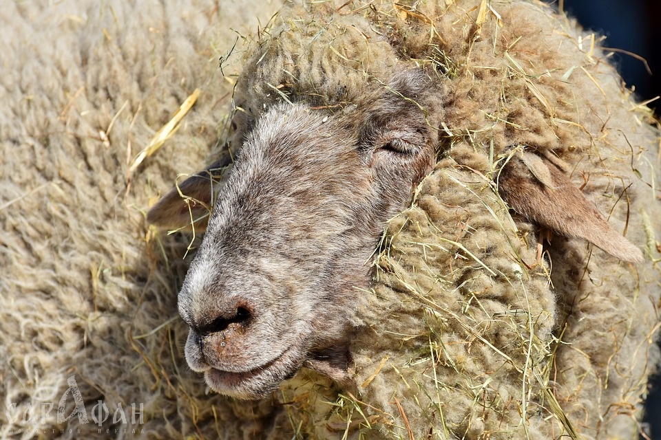 Стадо овец-нелегалов задержали после попытки незаконно проникнуть в Россию из Украины