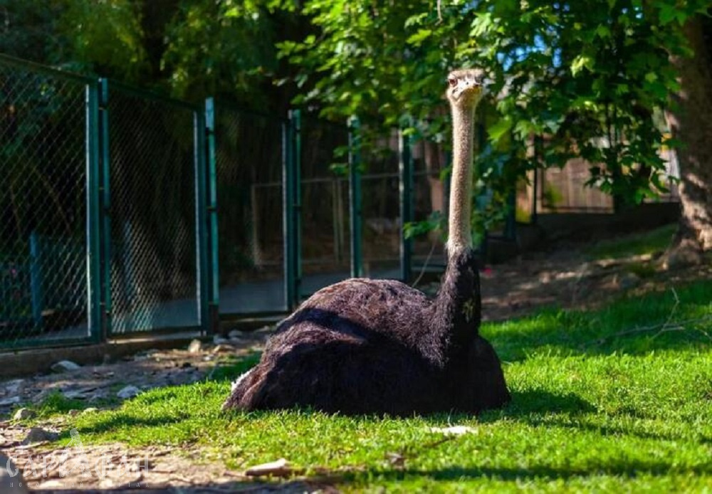 В дендрарии Сочи у всех на глазах умер огромный страус Эму 
