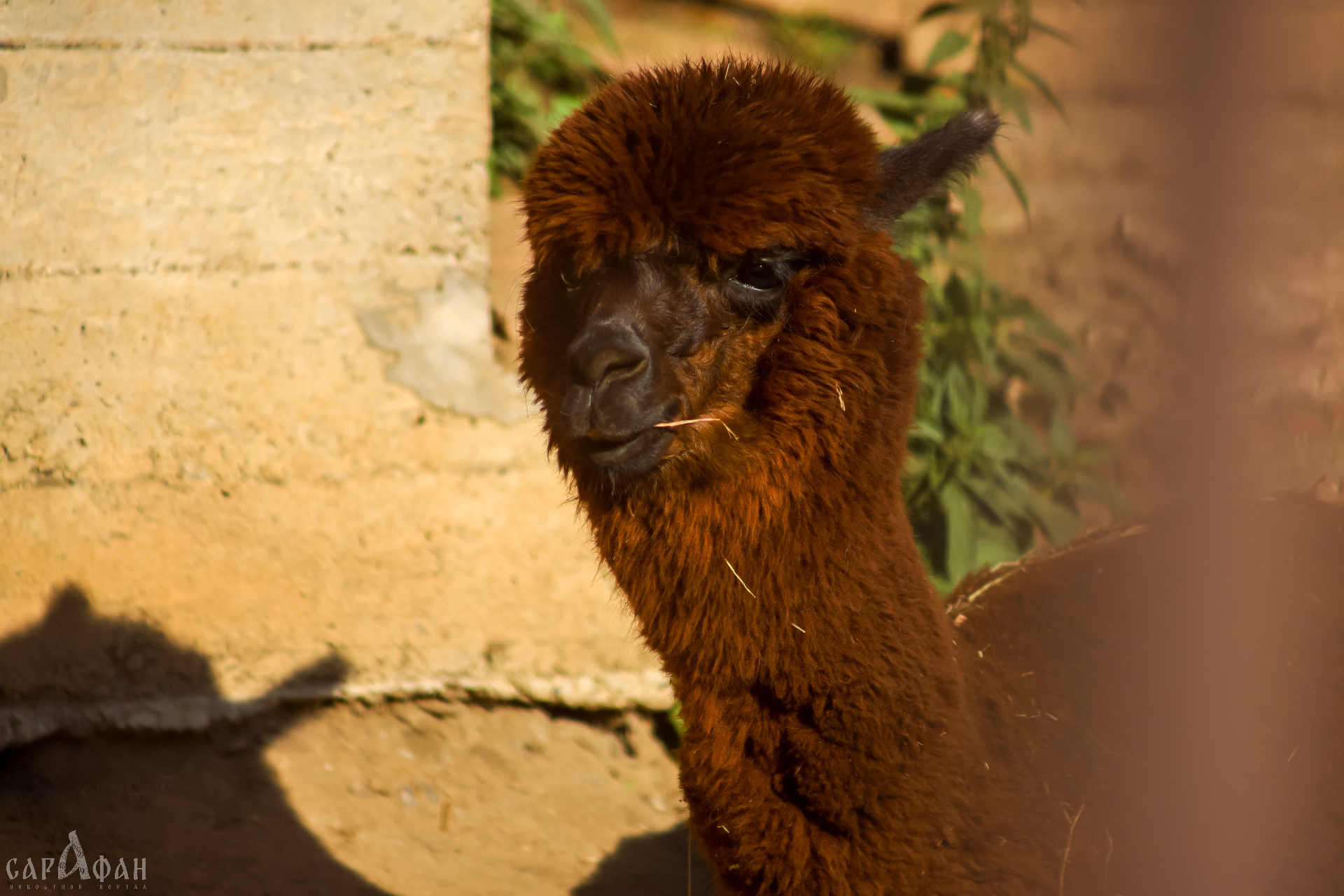 В парке в Сочи альпака и овечка отелились за одну ночь 