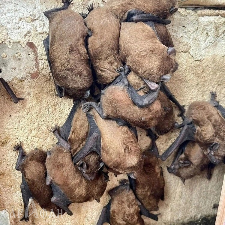 В центре Ростова на балконе квартиры нашли 306 летучих мышей