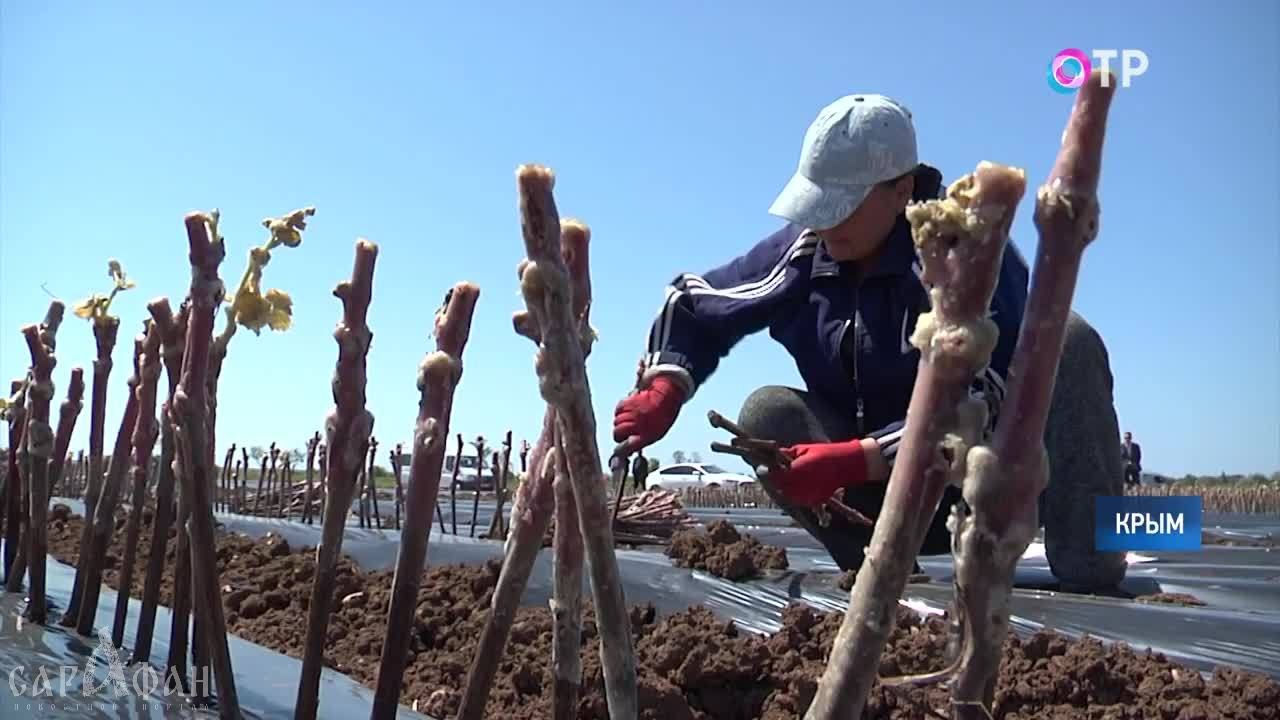 Крымским виноградарям предлагают держать черенки в камере