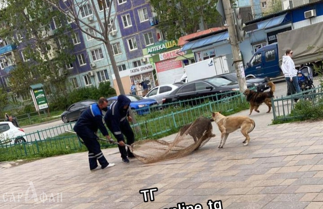 В Астрахани начали отлавливать собак