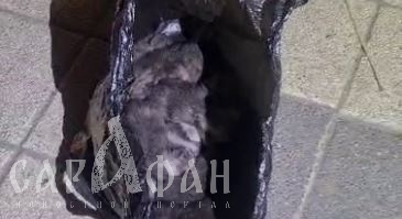 «Малыши истошно звали на помощь»: в Краснодаре женщина нашла слепых и едва живых заложников черного пакета на помойке