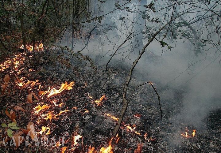 В Геленджике в районе Храпаковой щели горит лес