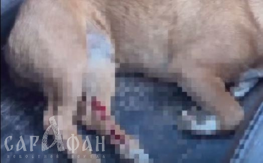 «Она нагло улыбалась мне в лицо»: женщина на авто переехала собак на глазах у детей 