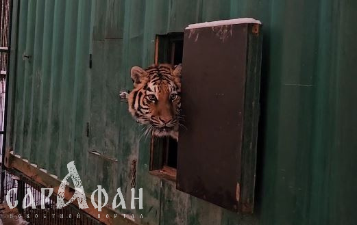 Тигрица Лаура, над которой издевался кубанский станичник в сарае, стала государственной собственностью