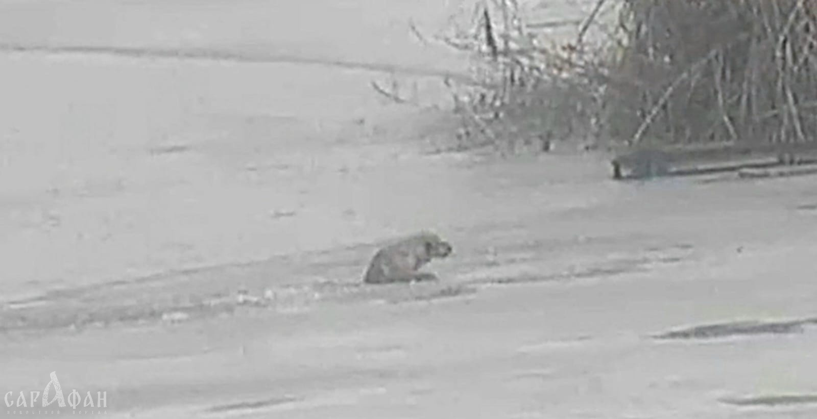 В плену ледяной воды: коварный лед проломился под собакой на озере Карасун в Краснодаре