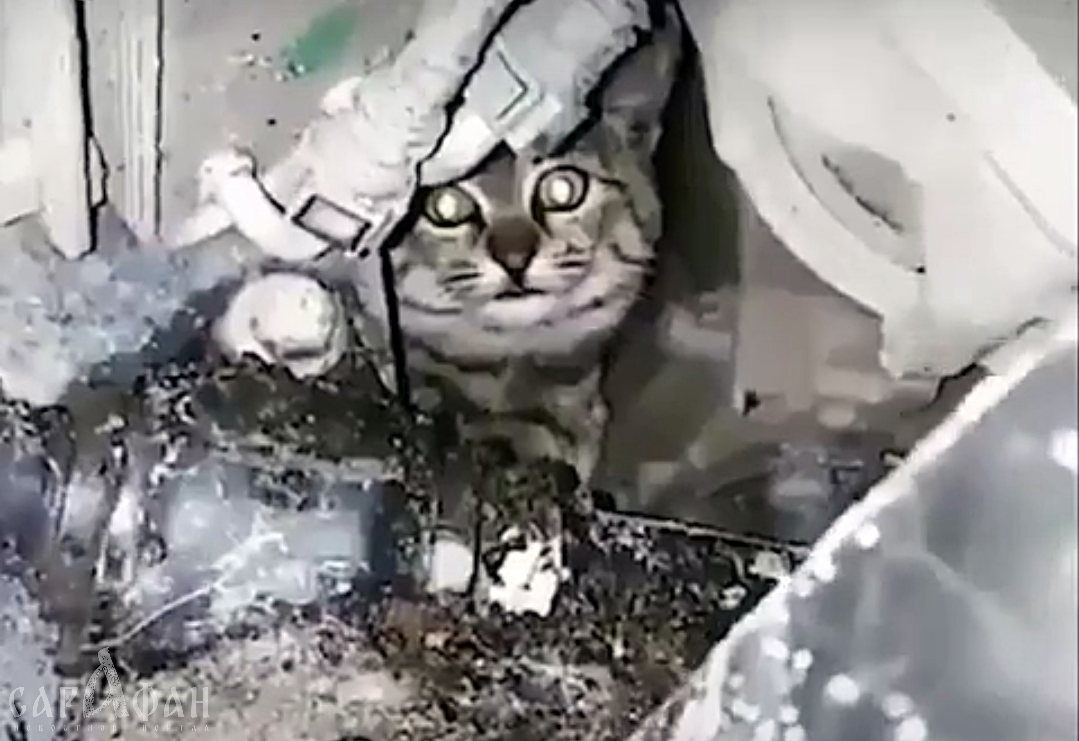 Спасение кота из-под капота машины в ростовском автосервисе попало на видео