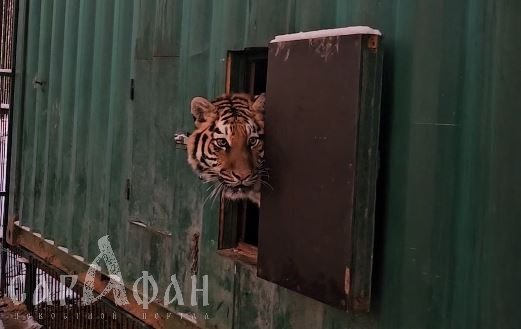 Известно об успехах адаптации тигрицы Лауры, над которой издевался кубанский станичник  