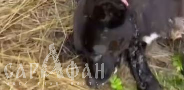 Изрезали ножом и показательно подвесили в День памяти и скорби: краснодарцы подозревают детей в жестокой расправе над добродушным псом