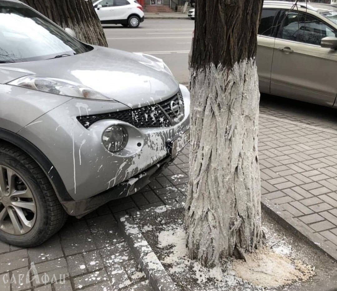 Вместе с деревьями побелили машину работники ЖКХ в Ростове