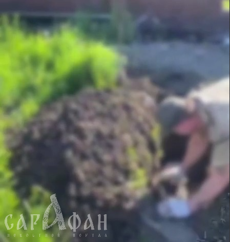 В Краснодаре неизвестные расстреляли стаю собак 