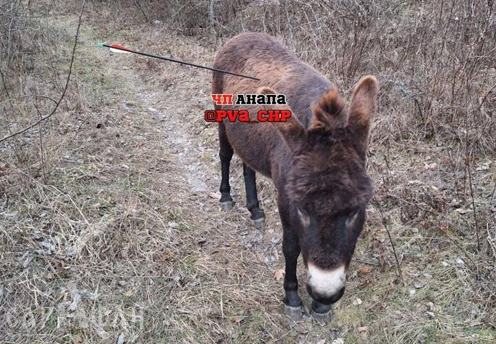 Прилетело, откуда не ждали: раненого стрелой осла нашли в Анапском районе 