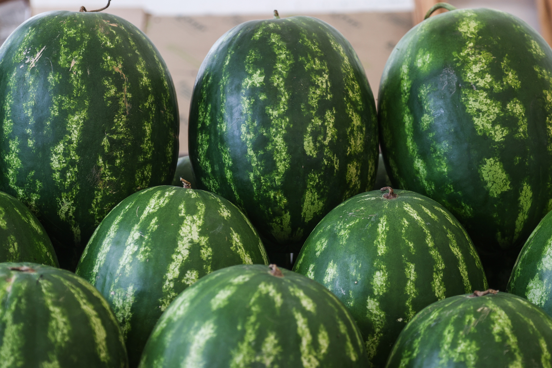Опасную для человека и продуктов муху нашли в партии арбузов из Турции, которые следовали на Кубань