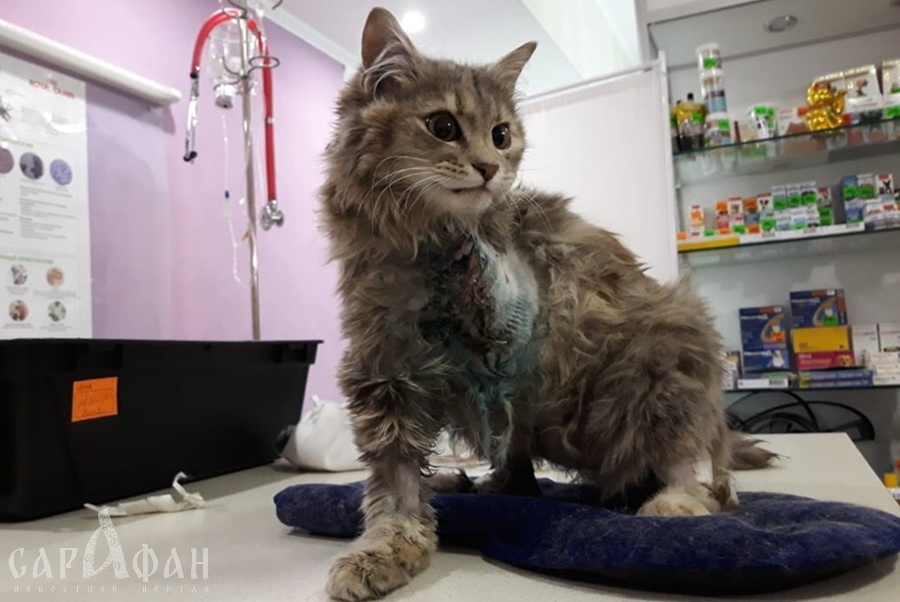 Кошку, зажатую под капотом авто, спасли работники автосалона в Краснодаре