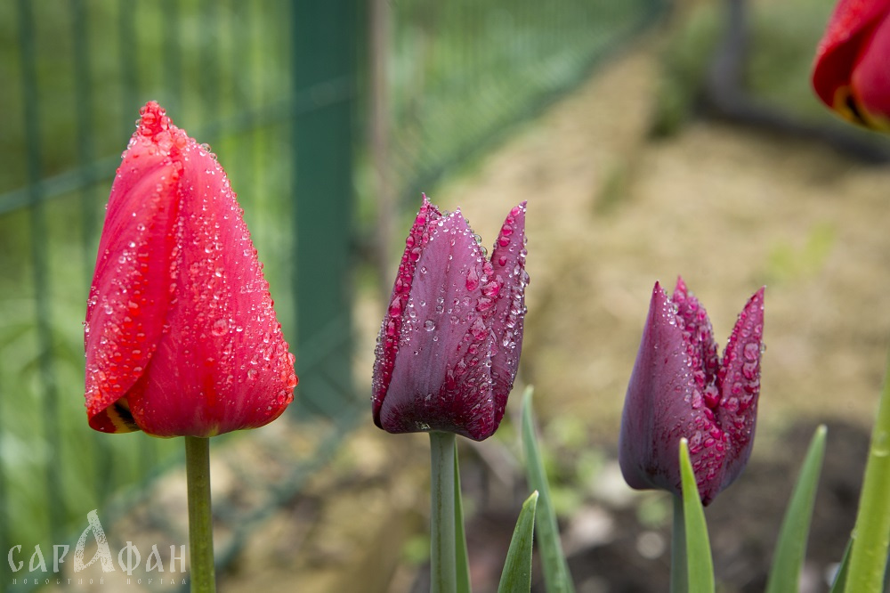 В Анапе две цветочные воровки разорили городскую клумбу с тюльпанами