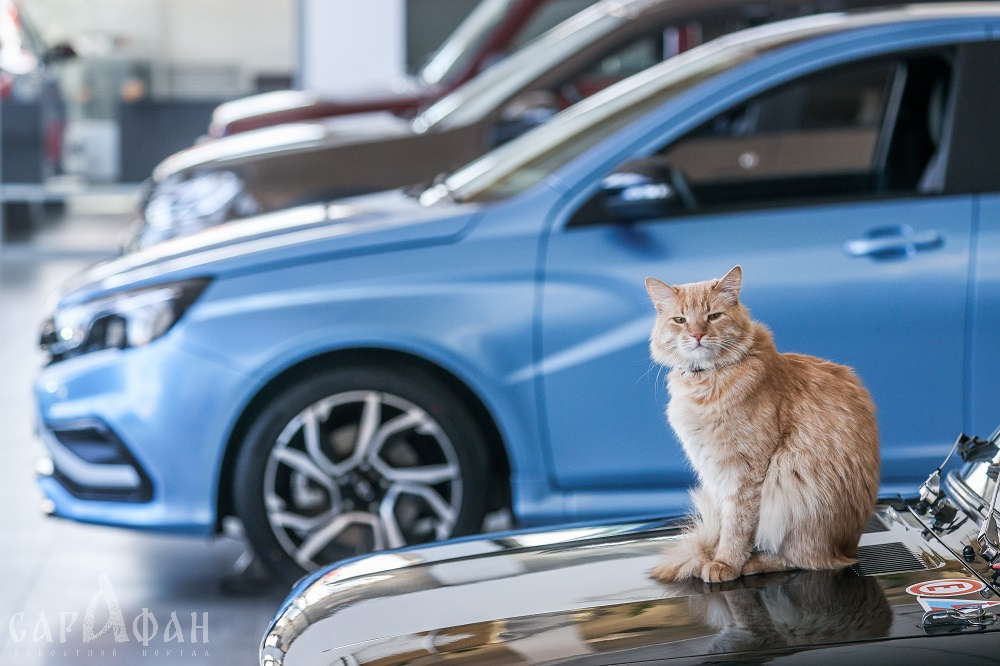 Стало известно, где нашли пропавшего в Краснодаре кота, за которого обещали 200 тысяч рублей