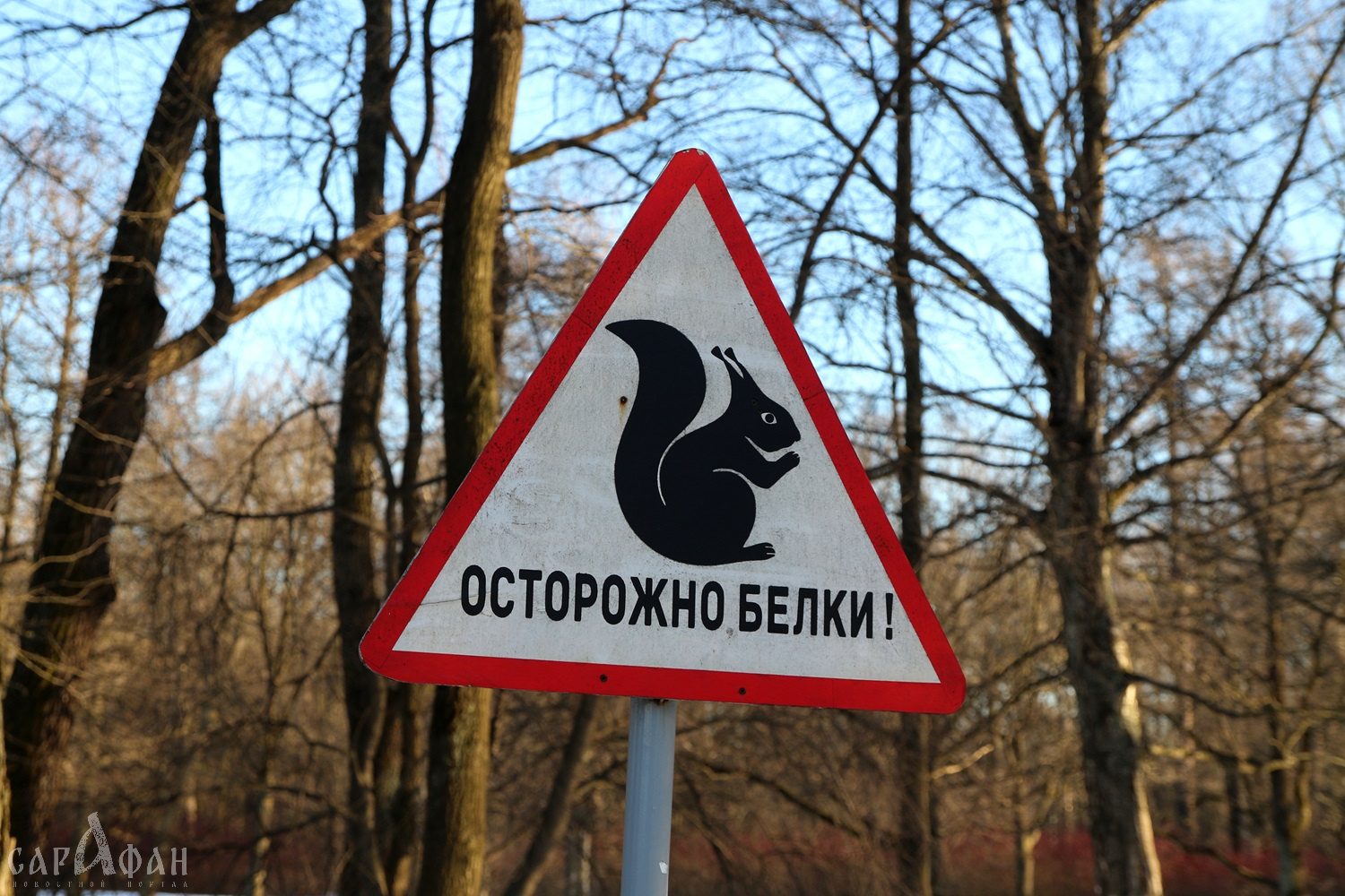 Белки – биологическое оружие против средневековых англичан 