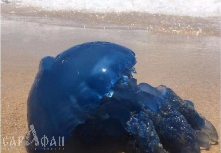 На пляже под Анапой волны выбросили на берег огромную синюю кубомедузу