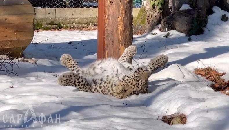 Леопард Умка, который мог не появиться на свет, встретил свой первый Новый год