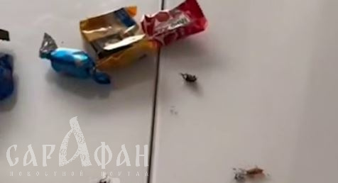 Мерзкие твари расползались по белоснежному столу: тараканы в новогоднем подарке девочке из Анапы могут быть нейросетевыми