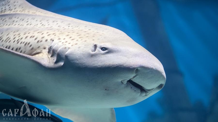 Зебровых акул научат вальсировать с человеком
