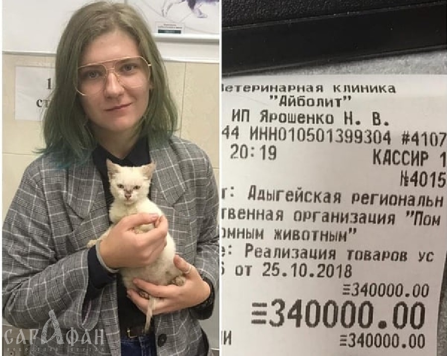Ради бездомного котенка девушка оплатила долг приюта для животных в 340 тысяч рублей