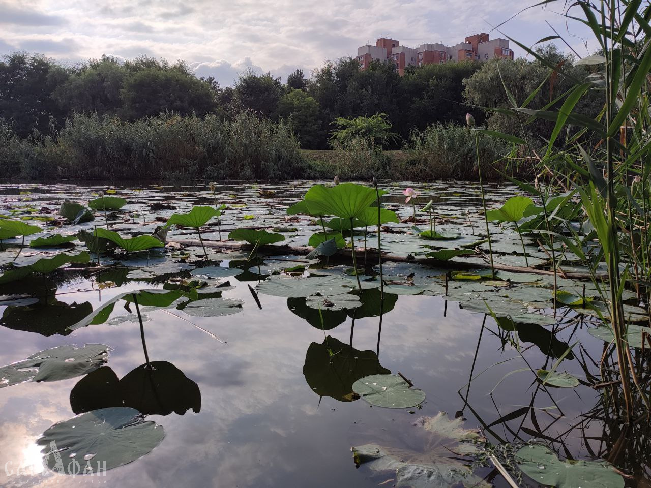 Мелкий, но опасный микроорганизм захватывает пресные водоемы юга России 