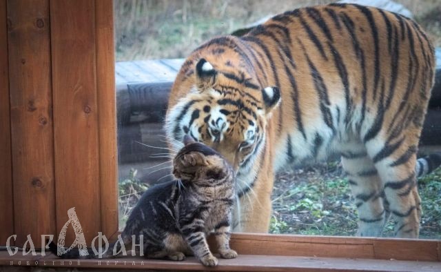 Дружба кошки и тигрицы в Ростовском зоопарке